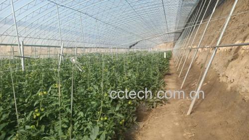 阳光下的普罗旺斯西红柿种植大棚,藤蔓间挂满红艳欲滴的果实,呈现自然生长状态 普罗旺斯西红柿种植场景