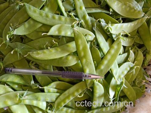 一张横向柱状图,展示荷兰豆与菠菜、西兰花、青椒三种常见蔬菜在蛋白质、膳食纤维、维生素C、叶酸四项核心营养指标上的对比数据,突出荷兰豆在多项指标中的优势表现 荷兰豆与其他蔬菜的营养对比图表
