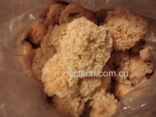 椴木银耳与袋料银耳对比图