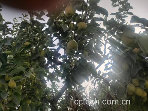 一棵挂满金黄色小香梨的梨树,果实小巧饱满,阳光照射下显得晶莹剔透,背景为新疆库尔勒地区的果园风光,地面干燥沙质,远处有雪山轮廓 图片描述