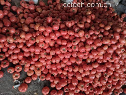 白扁豆实物图,展示完整的干制白扁豆颗粒 白扁豆实物图