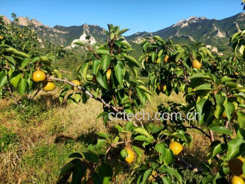 一片位于辽宁鞍山山区的南果梨果园,秋季时节,树上挂满金黄色的成熟南果梨,部分果实已自然落地,农民正在手工采摘。背景为丘陵地貌,空气清新,阳光柔和,体现原生态种植环境 南果梨果园实景图
