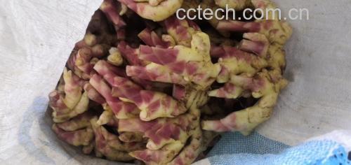 一道清凉爽口的凉拌黄姜子菜品,配以红椒点缀,色香味俱佳 凉拌黄姜子成品图