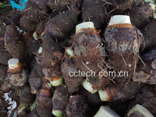 专业厨房场景:厨师规范操作荔浦香芋预处理,佩戴0.12mm厚食品级丁腈手套,使用斜角30°不锈钢削皮刀,呈现完整卷曲外皮,刀面洁净无黏液残留,砧板上无可见白色针晶粉尘 厨师佩戴加厚丁腈手套处理荔浦香芋:左手持芋,右手持不锈钢削皮刀,刀刃与芋体呈30°角轻削,表皮呈连续卷曲状脱落,无汁液飞溅