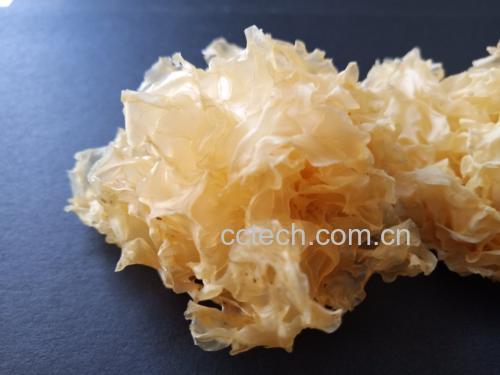 一整朵新鲜采摘的椴木银耳平铺在竹筛上,耳片舒展呈淡黄色,背景为自然木质厨房台面,光线柔和,突出食材原生态质感 新鲜椴木银耳特写