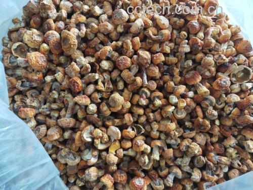 展示新鲜姬松茸的清洗、去根和切片过程 姬松茸清洗与处理图