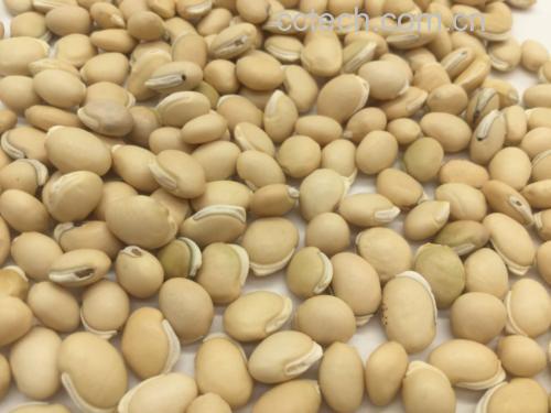 展示带皮白扁豆与去皮白扁豆的实物对比图,左侧为未去皮的乳白色干豆,右侧为去皮后的洁白豆仁,背景为木质砧板,旁边配有量勺和清水碗,突出食材原貌 白扁豆原料对比图