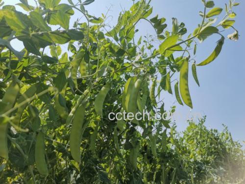 一片茂盛的四季豆种植田,藤蔓攀爬在支架上,开着白色小花,结出成串翠绿色豆荚,土壤湿润,背景为夏日蓝天,体现有机生态种植环境 四季豆田间生长