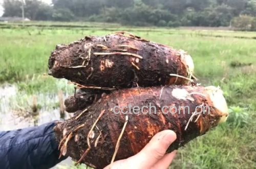 一碗热腾腾的潮汕椰汁香芋芡实煲盛放在白瓷碗中,色泽金黄,香气扑鼻 潮汕椰汁香芋芡实煲成品图