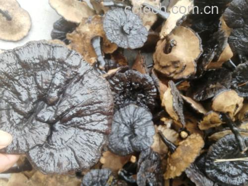 图片说明:多种形态的黑灵芝产品,包括整朵、切片、粉末装,适合不同需求的消费者 黑灵芝产品展示图