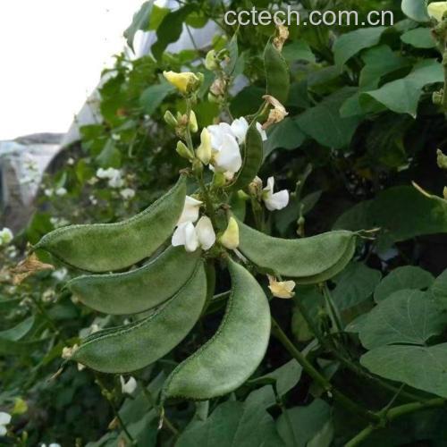 一朵盛开的白扁豆花,花瓣呈乳白色,略带淡黄,呈蝶形花冠结构,生长于绿色藤蔓之间,背景为自然田园环境,阳光柔和,清晰展现花朵细节 白扁豆花特写
