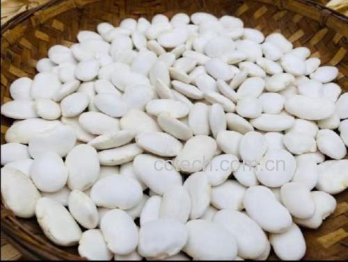 白扁豆正在炖煮的画面,锅中冒热气,旁边放置新鲜白扁豆和调料 白扁豆烹饪过程图