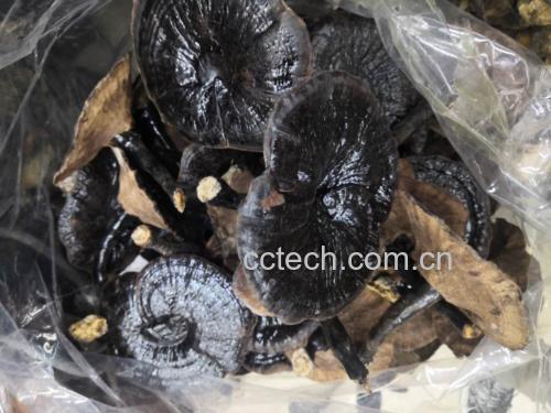 科研实拍:中国农业科学院农产品加工研究所味觉分析实验室,采用ASTREE电子舌系统(Alpha MOS)检测黑灵芝水提液(1:20,90℃水浴30min),传感器含ZZ、GA、BB等7种脂质膜电极,精确量化苦味响应强度(ΔR=214±12 mV)及回甘动力学参数 实验室味觉分析场景:科研人员使用电子舌系统检测黑灵芝水提液,传感器阵列实时生成味觉指纹图谱,屏幕显示苦味(Bitter)、涩味(Astringent)、鲜味(Umami)三维响应值