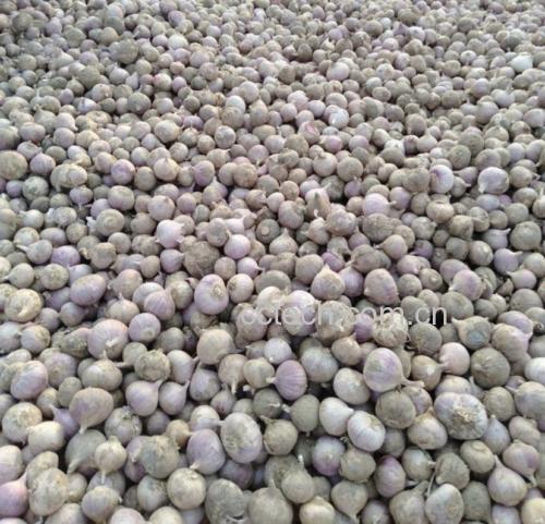 展示独头蒜剥去外皮后整齐排列在竹筛上进行风干 独头蒜剥皮晾干过程