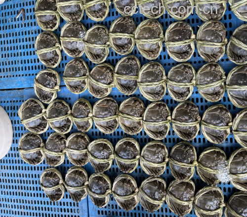 一位顾客正在海鲜市场仔细挑选满黄梭子蟹,背景为冰鲜陈列柜,螃蟹整齐摆放 市场挑选满黄梭子蟹场景