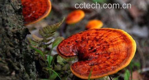 赤灵芝整株图片,展示其自然形态 赤灵芝实物图