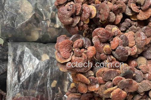 图片说明:左侧为干燥的赤灵芝片,右侧为桑黄子实体,两者均为优质中药材材 赤灵芝与桑黄实物对比图