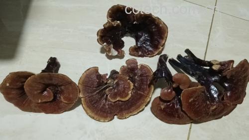 砂锅内汤汁翻滚,赤灵芝与猪骨在水中慢炖 赤灵芝煲猪骨汤正在炖煮过程
