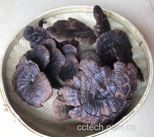 赤灵芝、猪骨、红枣、枸杞等食材整齐摆放于案板上 赤灵芝煲猪骨汤原材料展示