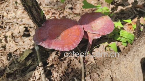 野生赤灵芝在原始森林中自然生长,环境湿润,树干腐朽,适合其长期缓慢生长 赤灵芝生长环境