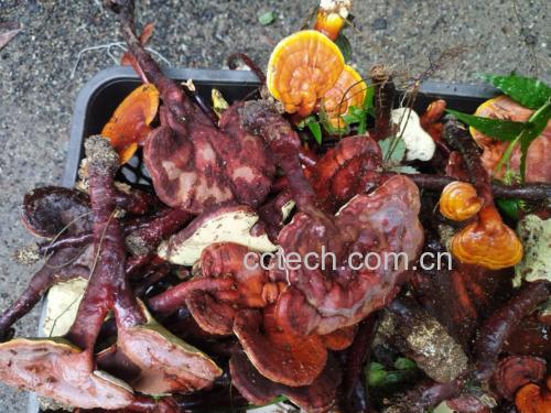 纯野生赤灵芝切片泡水,色泽金黄,气味清香,是日常养生保健的佳品 赤灵芝泡水