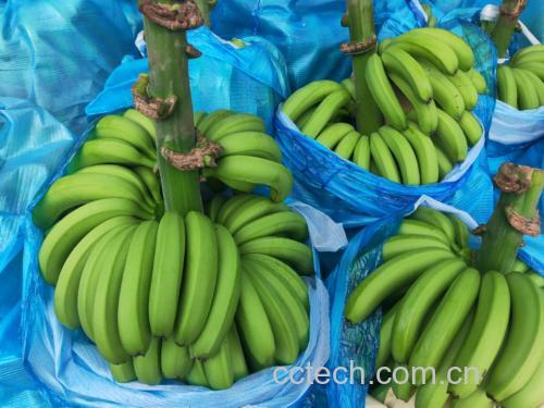 展示羽衣甘蓝、黄瓜、香蕉三种食材被放入搅拌机中进行榨汁的画面 羽衣甘蓝黄瓜香蕉榨汁制作过程