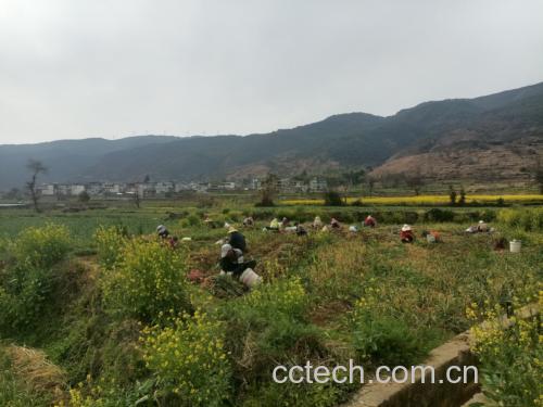 一组新鲜采摘的独头蒜摆放在竹篮中,背景为田园风光 独头蒜实物图