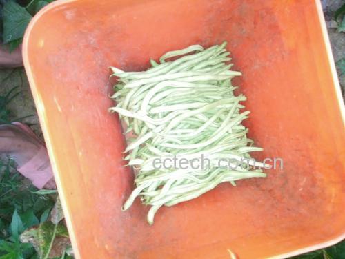 新鲜绿色的四季豆整株展示,带有未剥壳的豆荚 四季豆的外观展示