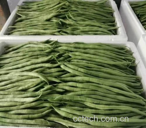 无筋豆炒制完成,色泽鲜绿,香气扑鼻 无筋豆翻炒成品图