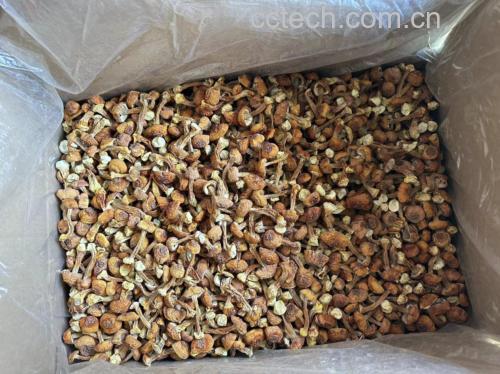 干姬松茸冷泡工艺实拍:强调低温、足时、加糖促溶,泡发水呈清亮琥珀色,无浑浊无沉淀 姬松茸冷泡特写:8朵完整干姬松茸平铺于玻璃碗中,浸泡在清澈微泛琥珀色的凉白开里,水面漂浮2粒白砂糖,背景为不锈钢计时器显示3h45min