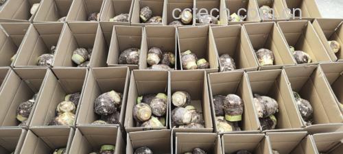 展示如何正确包裹香芋以备冷藏保存 用保鲜膜包裹切开的香芋并放入密封袋