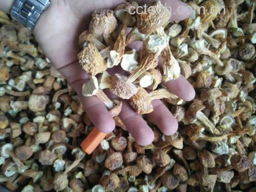 姬松茸营养优势对比图:突出β-葡聚糖含量碾压级优势,标注权威检测机构与报告编号,增强可信度 营养数据可视化图表:柱状图对比姬松茸(干)、香菇(干)、灵芝(破壁粉)的β-葡聚糖含量,姬松茸柱最高;旁注小字标明检测依据:SGS 2024Q2报告编号CN-SGS-240891