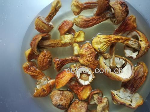 一盘装在白色瓷盘中的凉拌姬松茸,色泽洁白带淡黄,调料点缀其中,清新诱人 凉拌姬松茸成品图