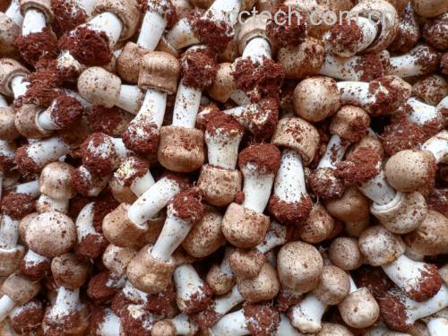 姬松茸切片在显微镜下的多糖结构,展示其复杂而有序的细胞壁组成 姬松茸切片显微结构