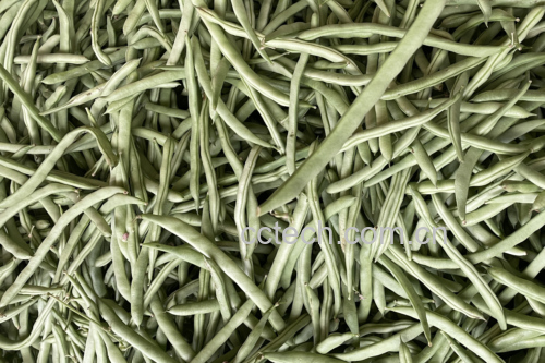 新鲜白扁豆豆荚与干豆对比图,展示其形态特征 白扁豆实物图