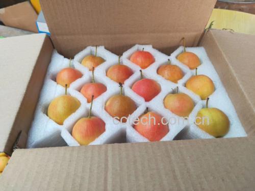 一张展示南果梨不同储存状态的对比图:左侧为常温下摆放于竹篮中的几颗南果梨,背景为木质桌面和自然光;右侧为用厨房纸包裹后放入透明保鲜盒并置于冰箱冷藏层的南果梨,清晰标注‘未熟常温存放’与‘已熟冷藏保存’两种模式 南果梨储存方法示意图