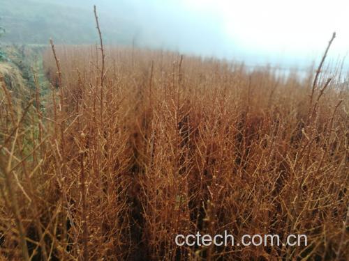 一棵生长在山林中的罗汉松树,枝条上挂着多个成熟的假果,果实呈鲜红色,底部连接绿色叶状结构,整体形态类似小灯笼,背景为湿润的林地环境 罗汉松植株及其成熟的假果特写