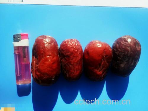显微解剖视角下两枚枣果横切面对比:左图太谷米枣果肉呈均匀乳白色,细胞排列紧密,无可见空腔,汁胞呈细长梭形平行分布;右图仿制长枣果肉呈淡黄色,中心有直径2mm气腔,汁胞粗短、排列紊乱,细胞间隙大 太谷米枣横切对比图:左侧为真米枣(乳白致密果肉、无空腔、汁胞细长平行)、右侧为伪长枣(果肉微黄、中心空腔明显、汁胞粗短不规则)