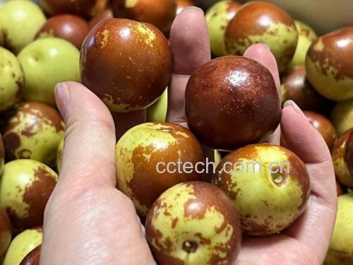 临县滩枣鲜果高清特写图:清晰呈现其标志性的细长纺锤形(羊角状)、紫褐色高光果皮、密集浅褐色果点及两端形态特征 临县滩枣(羊枣)新鲜果实特写:单果平铺展示典型羊角形轮廓,果皮紫褐泛油亮光泽,表面分布均匀浅褐色圆形果点,果顶尖细,果基微凹,背景为浅灰亚麻布纹理