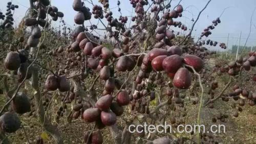 山西太谷枣园秋季实景:三年生米枣树结果枝自然下垂,挂满成熟果实;每簇3–5枚,果长均在8–9cm区间,色泽由青绿向深赭红渐变,果面洁净无虫孔或机械伤;远处可见黄土台地与传统青砖垒砌的枣园边界墙 太谷米枣田间挂果实景:枝条上垂挂细长深红色果实,果粒均匀、无病斑,背景为晋中盆地典型黄土丘陵地貌与传统砖砌枣园围栏