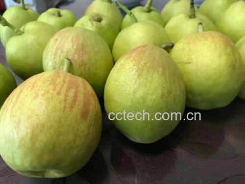 图示三组小香梨:左为9月5日青绿色未熟果(硬度7.9kg/cm²),中为9月18日黄绿底色带微红晕成熟果(硬度6.9kg/cm²),右为10月5日黄红色过熟果(硬度5.8kg/cm²);背景标注手持式果实硬度计和阿贝折光仪实测场景 库尔勒小香梨采收期果实特征对比图