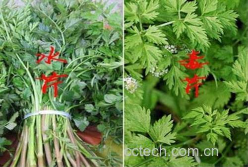 显微摄影对比图:左侧为山芹新鲜茎生叶,展示二至三回羽状全裂结构,末回小叶长2.2 cm,边缘具12–15个锐尖锯齿,叶背叶脉明显隆起;右侧为毒芹(Cicuta virosa)对照叶,叶片宽卵形,长宽比约1:1,边缘粗钝锯齿(仅5–7齿),叶面深绿皱缩,无香气。图中标尺为5 mm 山芹叶片解剖对比图:左为山芹三回羽状裂叶(末回小叶卵形、锐锯齿、叶脉凸起),右为毒芹宽卵形粗锯齿叶(叶面皱缩、齿端钝圆)