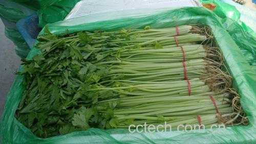 一张横向对比图,左侧为新鲜山芹菜,茎叶挺拔翠绿;中间为冷藏7天后的样本,略有软化但仍保持绿色;右侧为常温放置3天的样本,明显萎蔫发黄,部分叶片边缘褐变 山芹菜在不同储藏条件下的状态对比图
