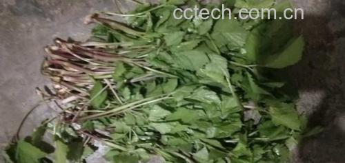 信息图表:六维雷达图展示西芹与山芹在膳食纤维、维生素K₁、β-胡萝卜素、钾、硝酸盐、香豆素含量上的定量差异;图中用红色箭头标出山芹显著超量项(维生素K₁、β-胡萝卜素、硝酸盐、香豆素),蓝色箭头标出西芹优势项(水分、低硝酸盐、低光敏物) 西芹与山芹营养成分雷达图对比