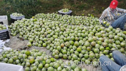 航拍视角:山西隰县北纬36°优质产区玉露香梨生态种植基地,展现地理标志产品核心生长环境——海拔1050m、昼夜温差≥15℃、富硒褐土、零化学农药认证标识可见 玉露香梨果园实景:黄土高原梯田式有机果园,晨雾中挂满青黄相间果实,果面覆天然蜡质层,枝条悬挂绿色病虫害物理防治装置