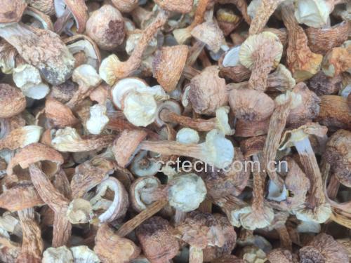 展示姬松茸的整体外观,包括菌盖和菌柄的形态特征 姬松茸的整体外观