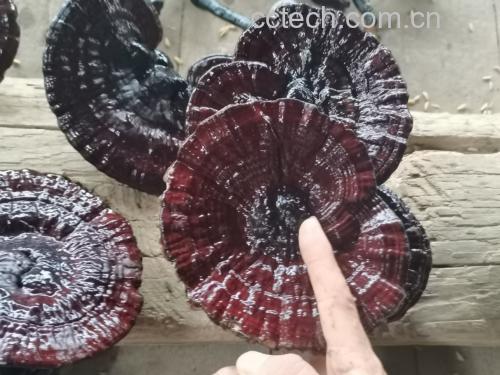 黑灵芝干品特写图,展示其表面纹理与颜色特征 黑灵芝特写