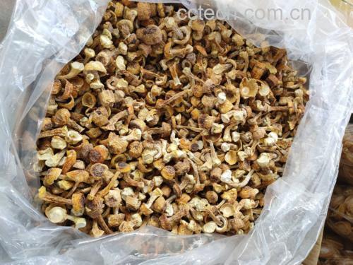 姬松茸干燥处理后的成品,整齐摆放在密封罐中,标签清晰可见 姬松茸干燥保存方式