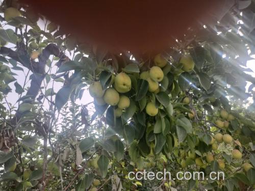 一颗成熟的库尔勒香梨,果皮呈黄绿色,带有自然红晕,表面光滑细腻,果柄完整,背景为果园清晨阳光照射下的枝叶,突出其新鲜采摘的自然状态 香梨特写