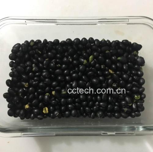 一碗透明玻璃容器中盛放着深紫色的黑豆,已被棕红色的陈醋完全覆盖,部分豆粒表面微裂,显示出充分吸液状态。背景为木质料理台,旁边放置一瓶未开封的传统米醋和一个陶瓷漏勺,整体呈现自然健康的厨房场景 黑豆与陈醋浸泡过程特写